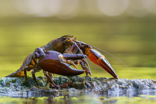 The signal crayfish, Pacifastacus leniusculus