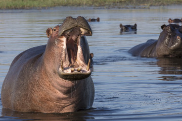 Fototapeta na wymiar Common hippopotamus or hippo (Hippopotamus amphibius) showing aggression. Okavango Delta. Botswana