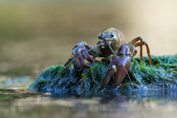 The signal crayfish, Pacifastacus leniusculus