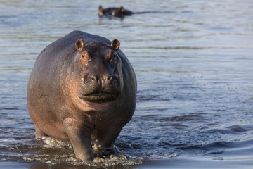 Common hippopotamus or hippo (Hippopotamus amphibius) showing aggression. Okavango Delta. Botswana