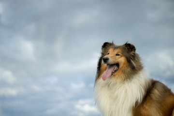 Portrait of collie, sky background