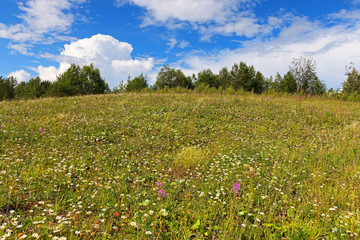  Summer flowering meadow and forest edge.