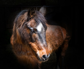 Portriat of a Horse Equine