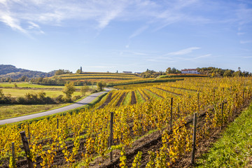 Vineyard in autumn in Collio region, Italy