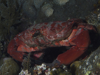 Fototapeta na wymiar Splendid rock crab