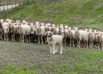 Shepherd dog guarding the sheep flock
