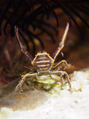 Hexagon crinoid crab