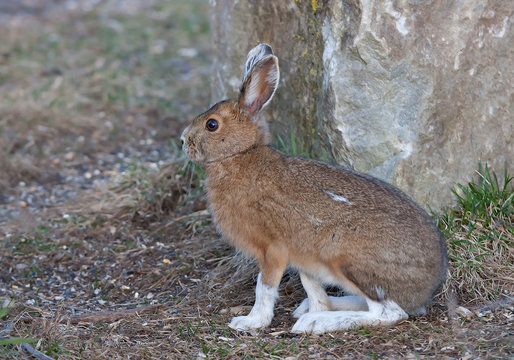 Snowshoe hare or Varying hare (Lepus americanus) in Spring in Canada