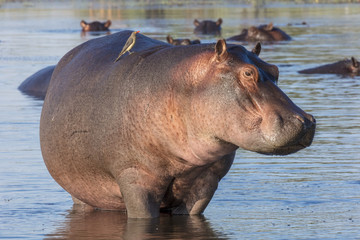 Common hippopotamus or hippo (Hippopotamus amphibius) and red-billed oxpecker (Buphagus...