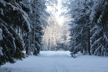 Fototapeta na wymiar winter in Pavlovsk Park