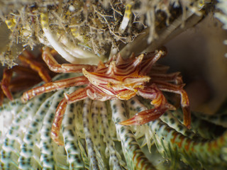 Spiny tiramedon