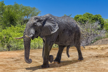 African Elephants (Loxodonta africana). South Africa, Kruger National Park