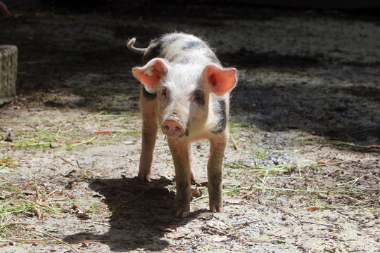 Ferkel (Bentheimer Landschwein)