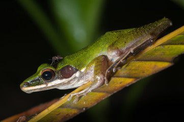 Mosquito steals a ride on a white-lipped tree frpg (Litoria infrafrenata), Danum Valley, Sabah, Malaysia