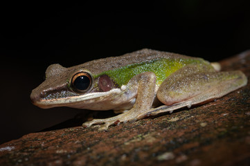 White-lipped tree frog (Litoria infrafrenata) in the Danum Valley, Sabah, Malaysia