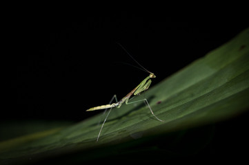 Praying Mantis (Mantadia) in Danum Valley, Sabah, Malaysia