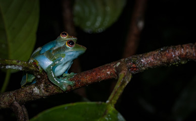Jade frogs mating