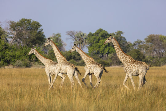 South African giraffe or Cape giraffe (Giraffa giraffa giraffa) herd. Okavango Delta. Botswana