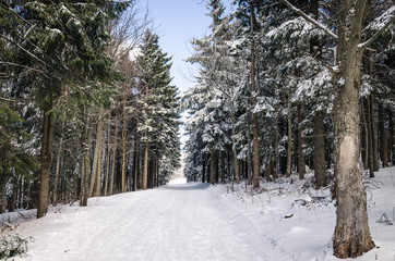 winter forest