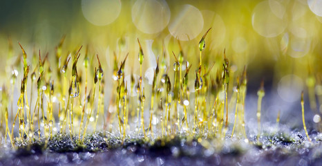 Moss and drops - springtime nature banner