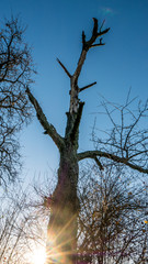 Abgestorbener Obstbaum