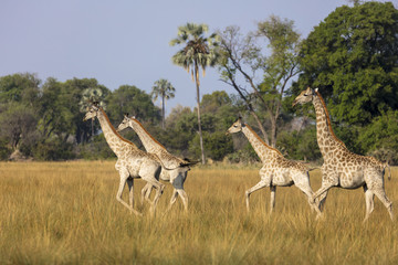 South African giraffe or Cape giraffe (Giraffa giraffa giraffa) herd. Okavango Delta. Botswana