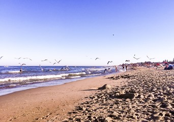 Seagulls on the seashore