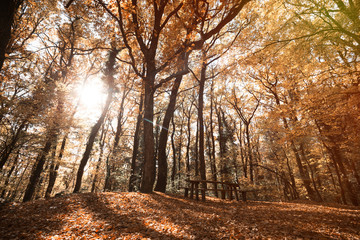 Path in forest during autumn