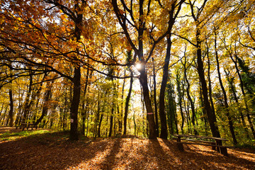 Obraz premium Beautiful forest landscape