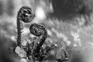 Monochrome picture two young sprouts of ferns.