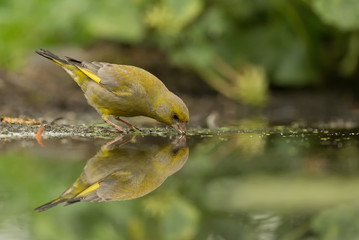 Drinking bird