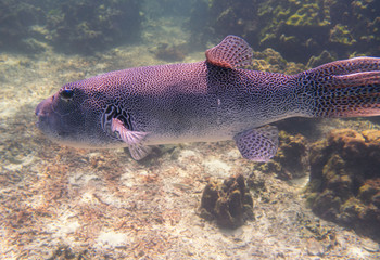 Star Puffer Fish