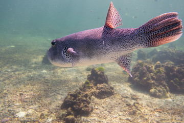Puffer Fish