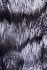 fur of silver fox
