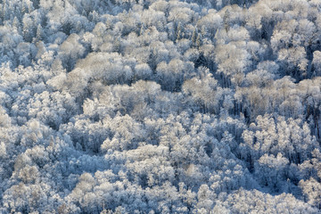 Winter forest, Tver region, Russia.