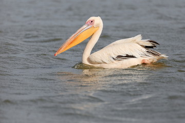 Pelican-National Park of the Birds of Djoudj. Sait-Louis-du-Senegal. 2648