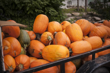 Pumpkin Pile
