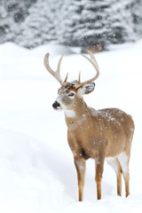 Naklejka na ściany i meble White-tailed deer buck catching snowflakes in the falling snow