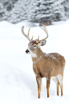 White-tailed deer buck catching snowflakes in the falling snow