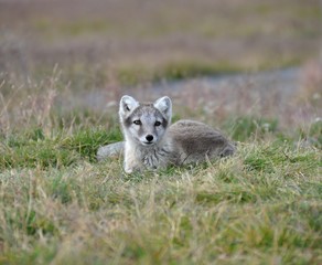 young little puppy of silver arctic fox lying in the grass in northern iceland - 128913602