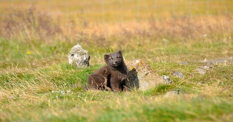 black puppy of arctic fox sitting in the grass, northern Iceland