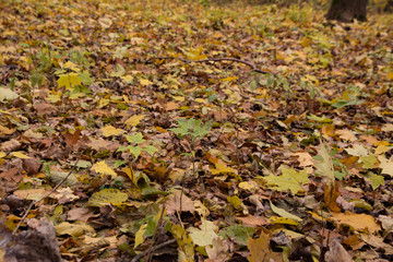 autumn birch leaves background