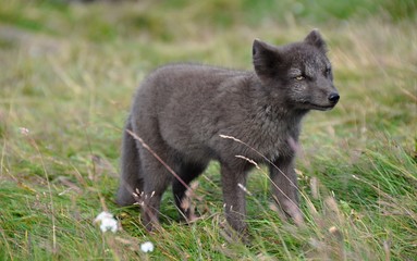 black puppy of arctic fox with yellow eyes standing in the grass watching