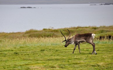 reindeer grazing in the eastern iceland