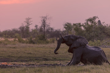 Fototapeta na wymiar African bush elephant (Loxodonta africana) mud bathing. Okavango Delta. Botswana