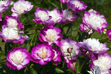 Purple peonies. Horizontal.