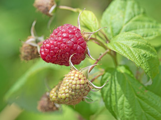 Himbeeren, Rubus idaeus, Raspberries