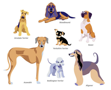 Vector illustration of dogs breed isolated on white Background