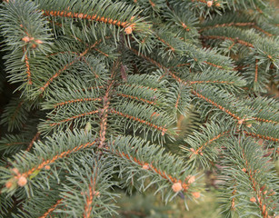 Christmas tree branches Background