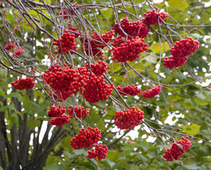 Red berries on  tree in autumn